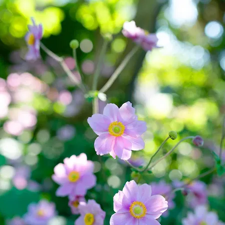 Lägenhet Ersfeld - *